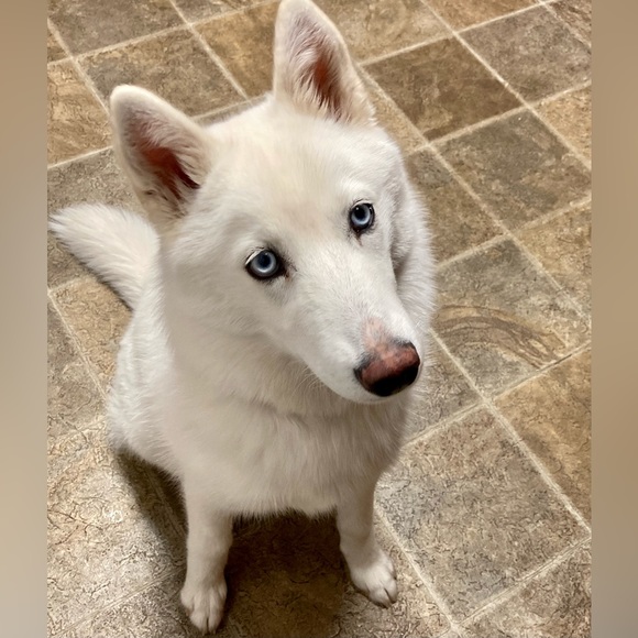 Meet the Posher ❤️ - Picture 9 of 12